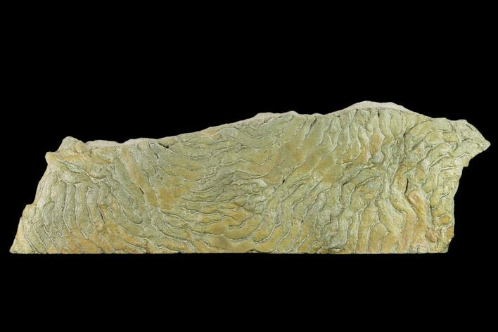 Pennsylvanian, Fossil Microbial Mat - Oklahoma #133151